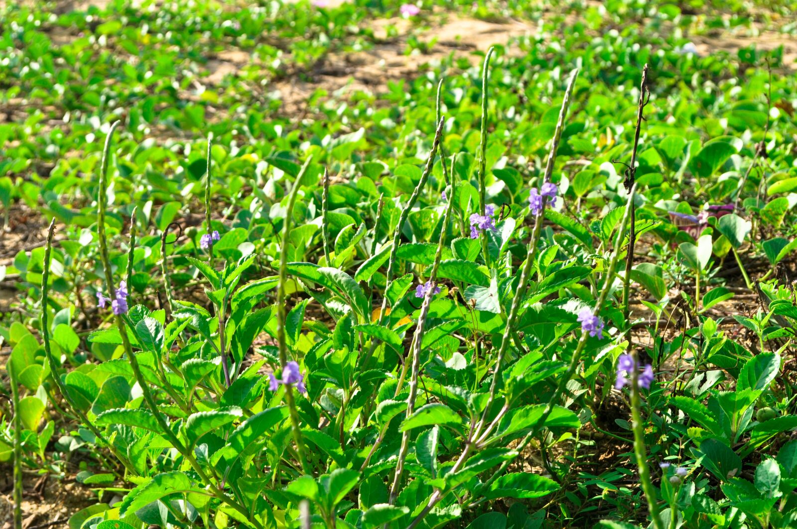 Nikon D5000 sample photo. Grass, flower, purple photography