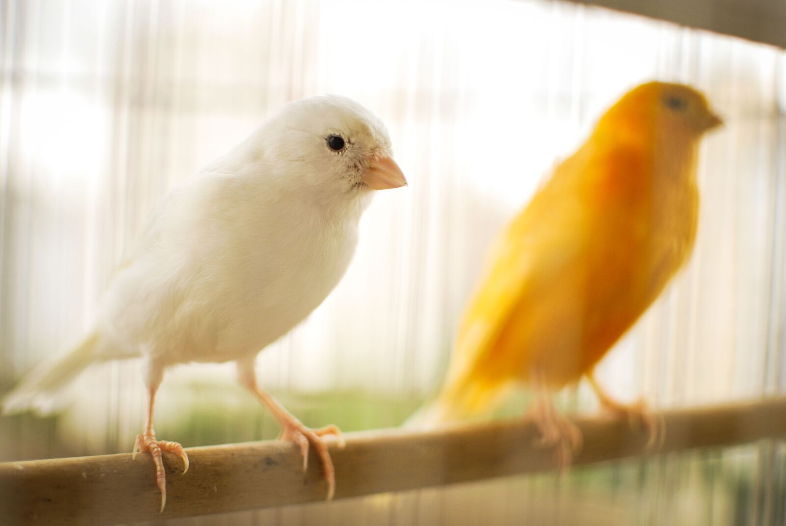 Nikon D60 sample photo. Bird, canary, canary yellow photography