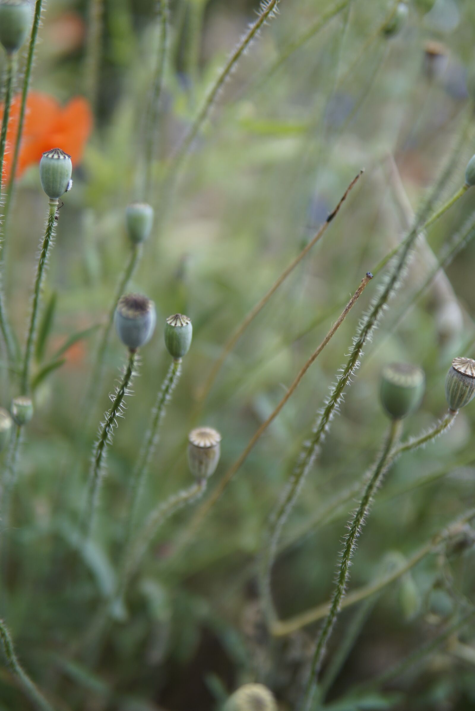 30mm F1.4 DC DN | Contemporary 016 sample photo. Poppy, klatschmohn, bud photography
