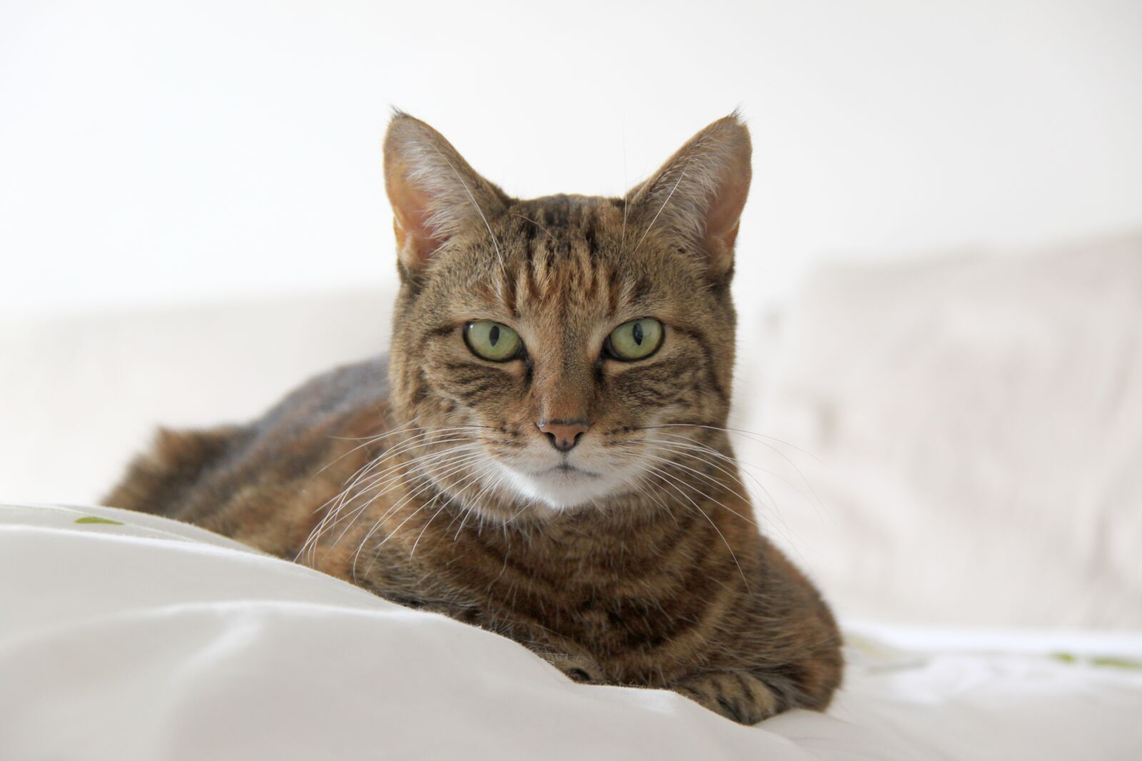 Canon EOS 500D (EOS Rebel T1i / EOS Kiss X3) sample photo. Cat, tabby, feline photography