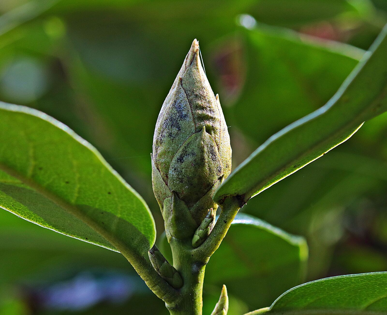 Canon EOS 80D sample photo. Bud, garden, nature photography