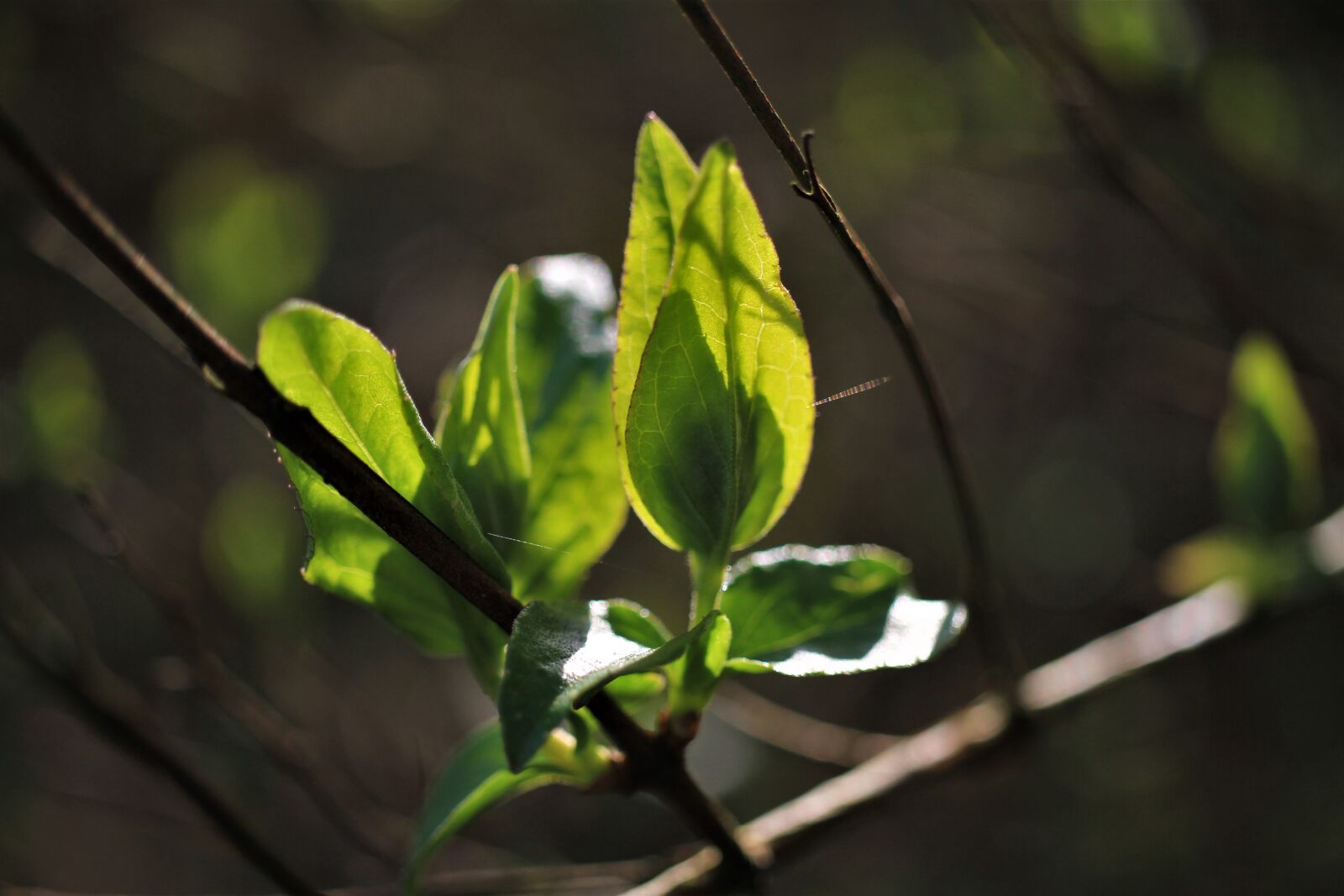 Canon EOS 7D sample photo. Spring, show, branch photography