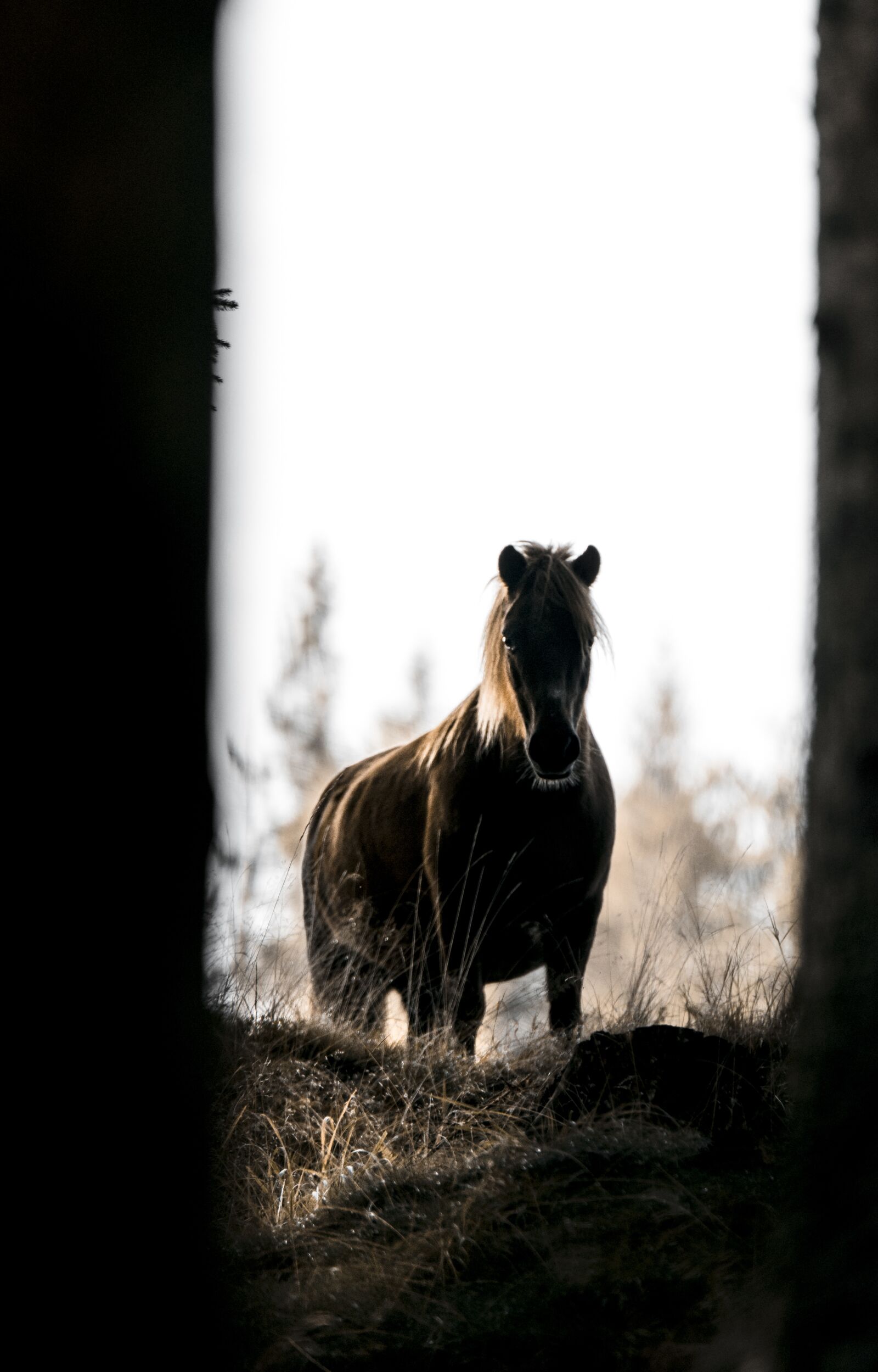 Canon EOS 800D (EOS Rebel T7i / EOS Kiss X9i) sample photo. Horse, nature, wild photography