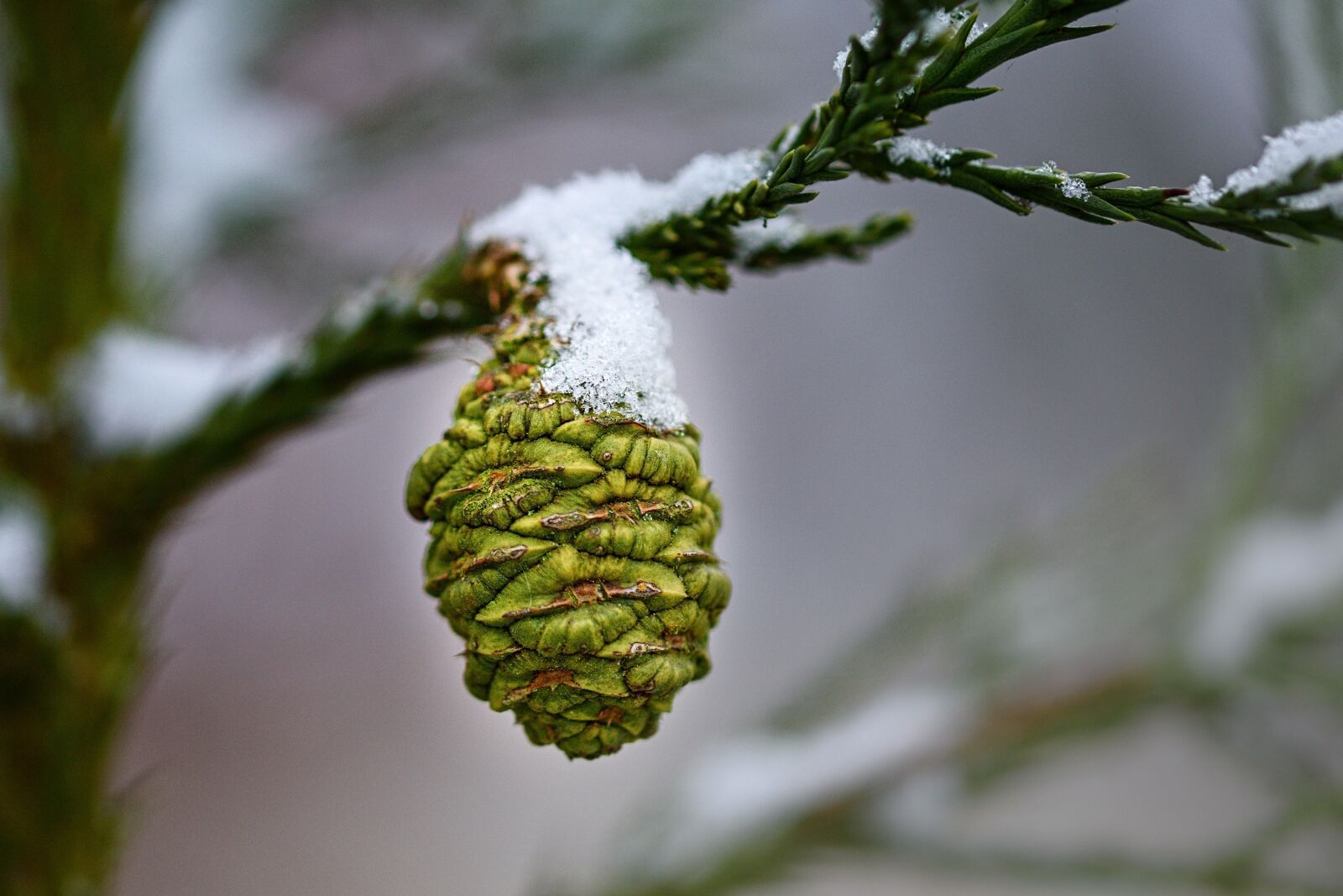Nikon D5500 sample photo. Cone, forest, green photography