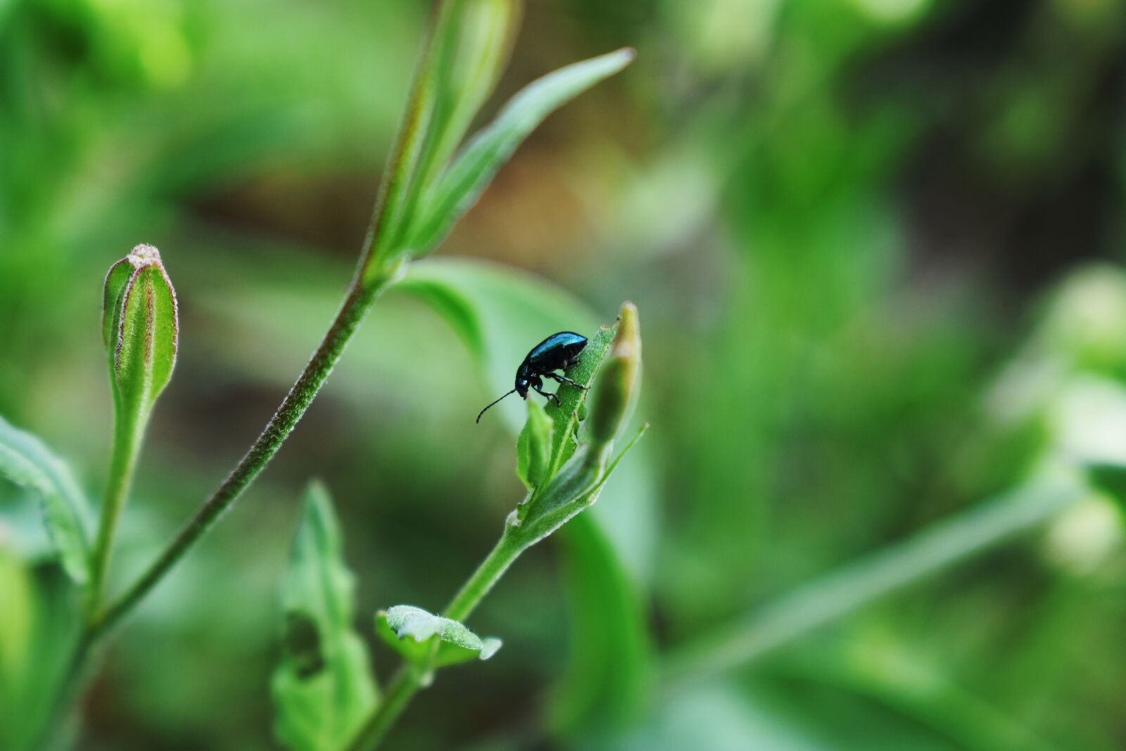 Nikon D3400 sample photo. Bug, beetle, insect photography