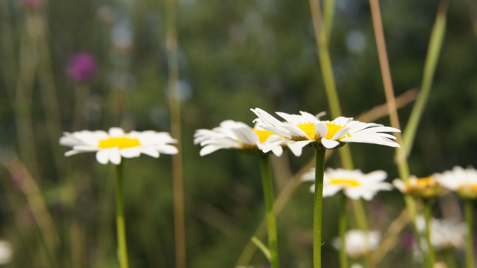 Sony SLT-A55 (SLT-A55V) + Sony DT 18-55mm F3.5-5.6 SAM sample photo. Chamomile, wildflowers, flower photography