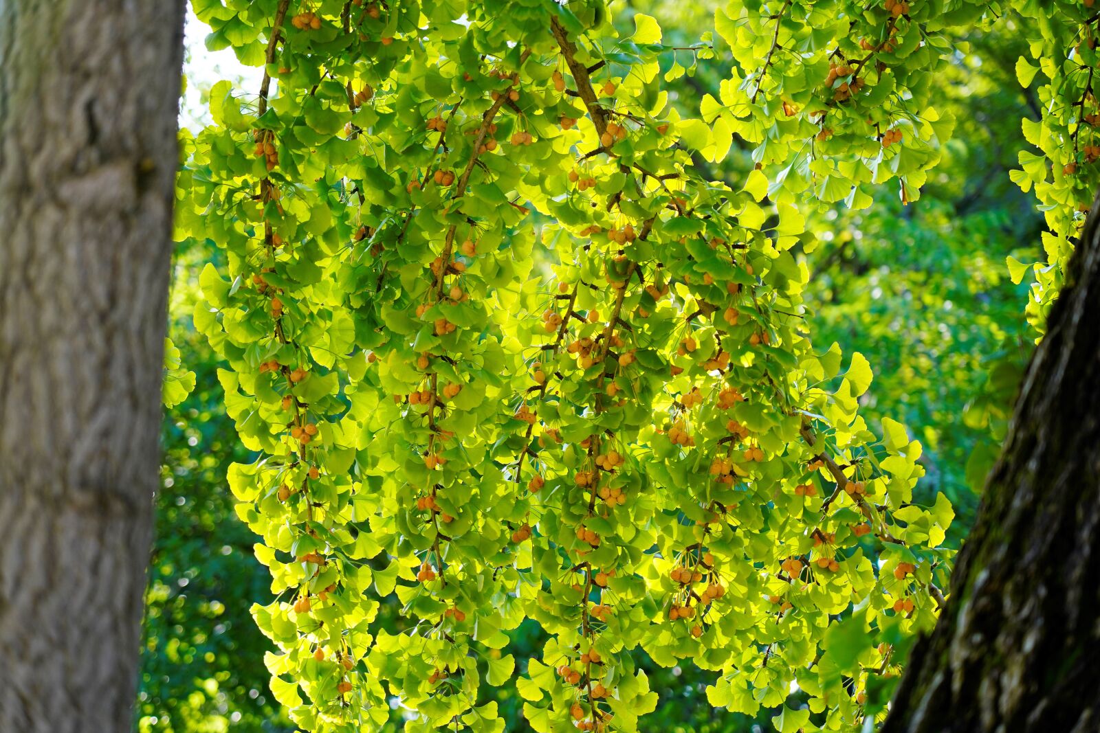 Sony FE 24-105mm F4 G OSS sample photo. Ginkgo, yellow, bank photography