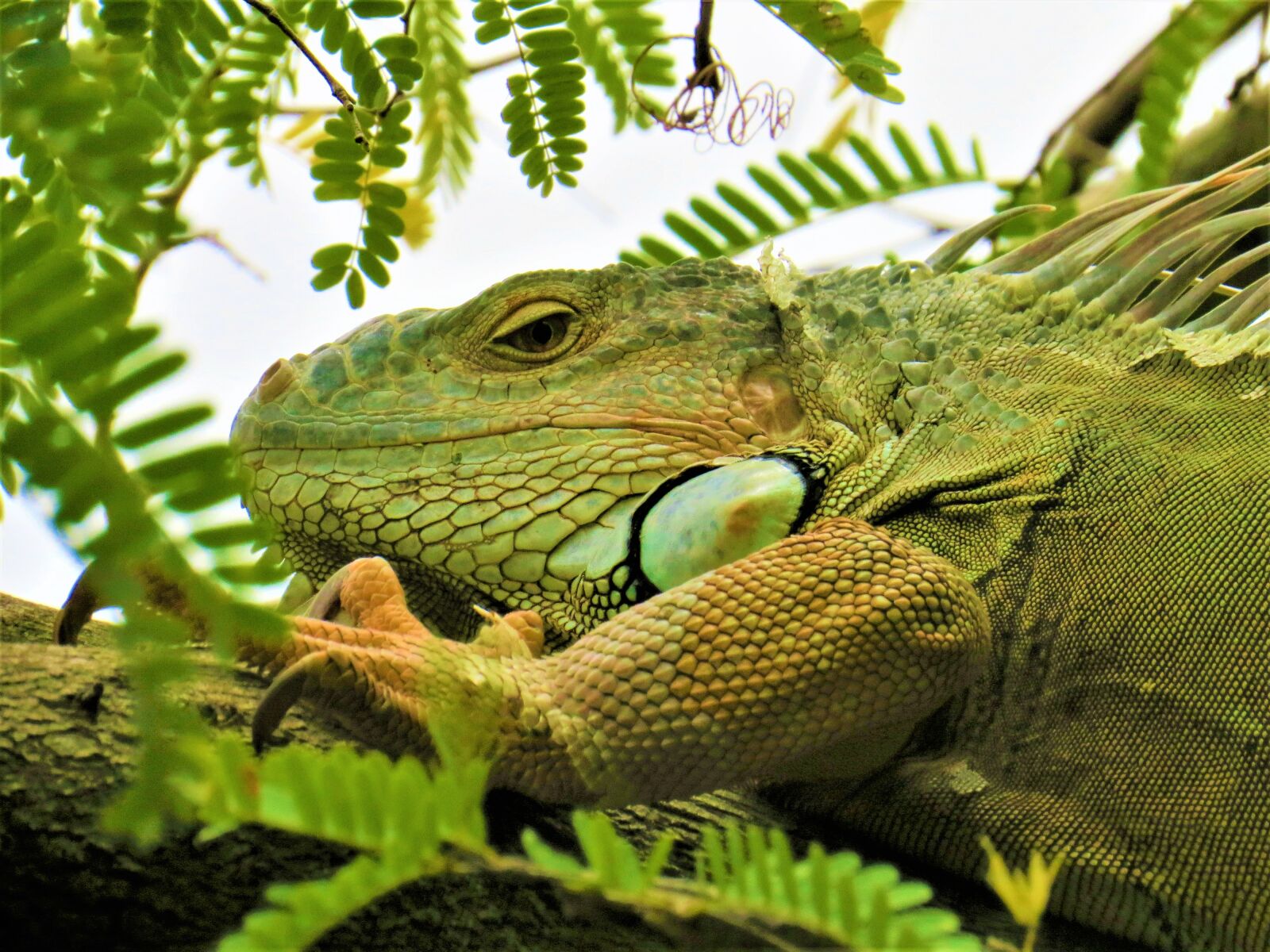 Canon PowerShot SX50 HS sample photo. Iguana, lizard, reptile photography