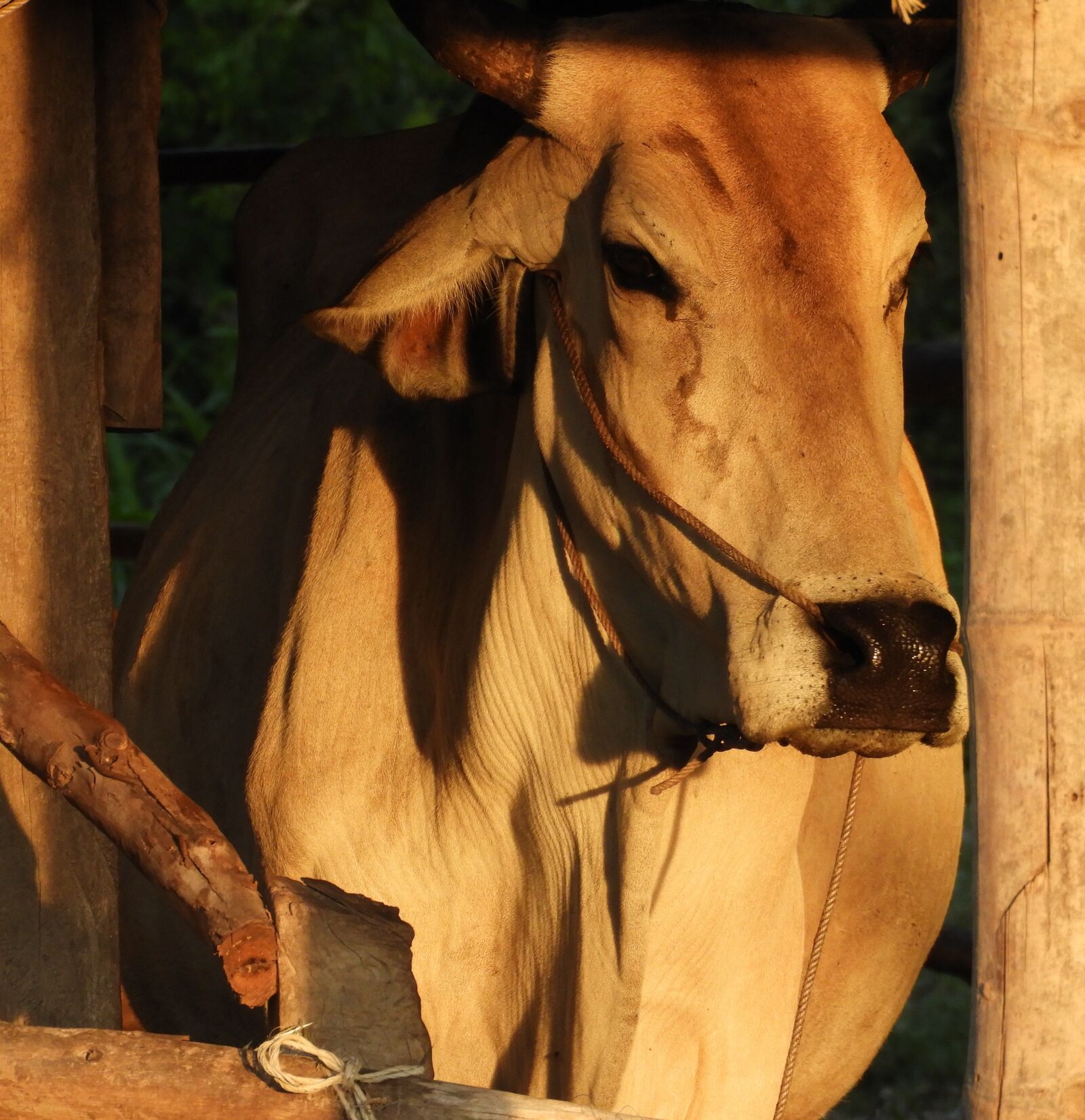 Nikon Coolpix B700 sample photo. Cow, brown, livestock photography