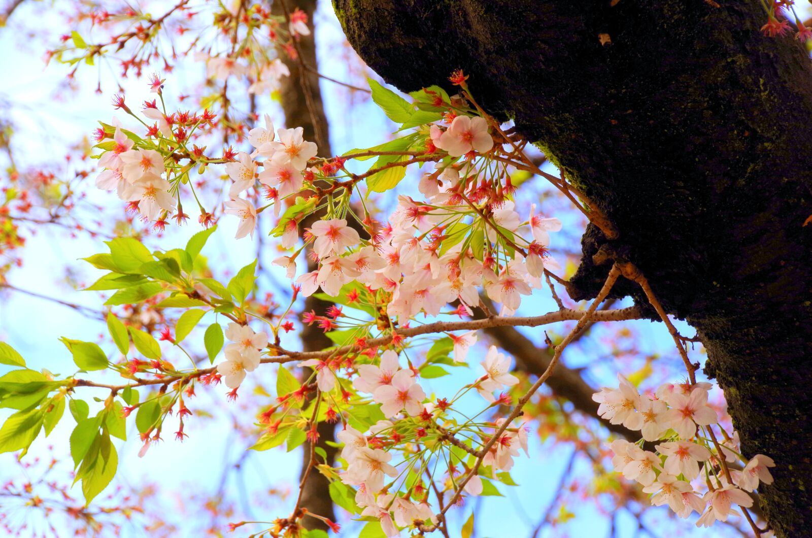 Pentax K-30 sample photo. Cherry blossoms, spring, flowers photography