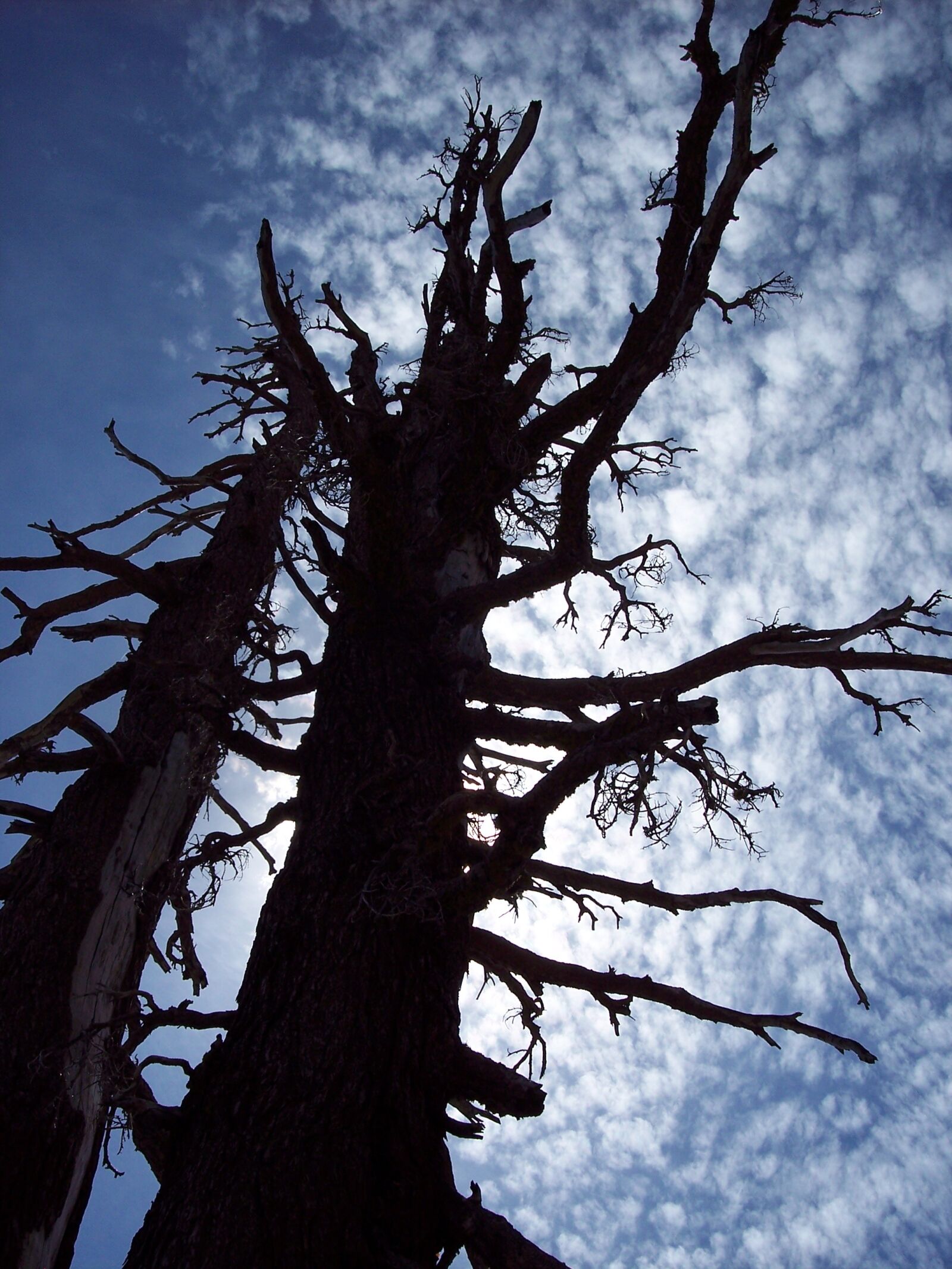 Kodak DX7630 ZOOM DIGITAL CAMERA sample photo. Tree, sky, cloud photography