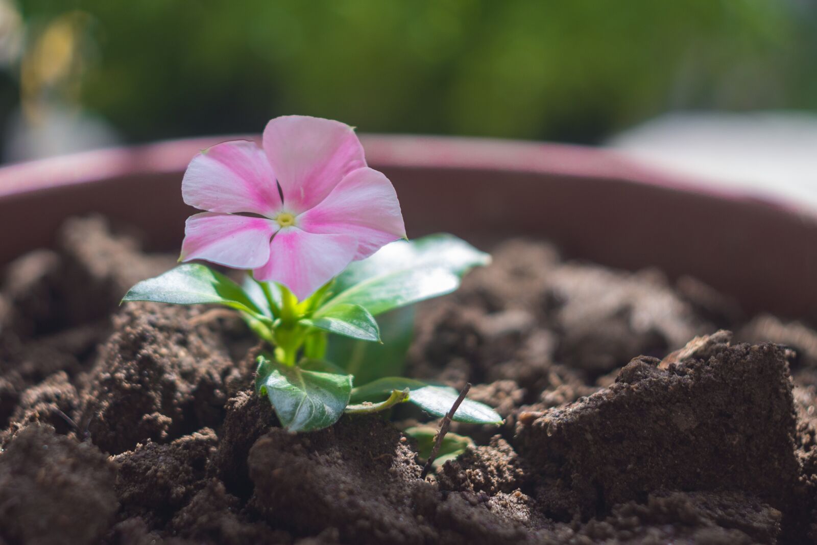 Fujifilm X-A1 sample photo. Flower, flowerpot, terry photography