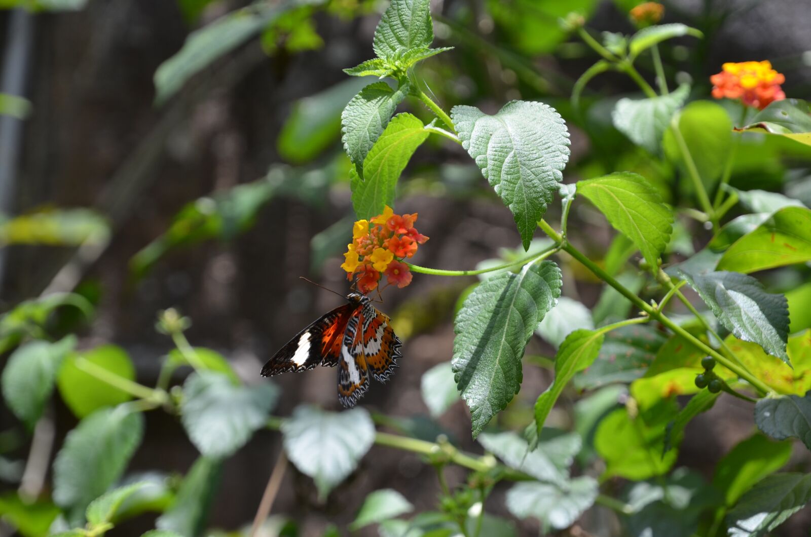 Nikon D7000 sample photo. Butterflies, flower, plant photography