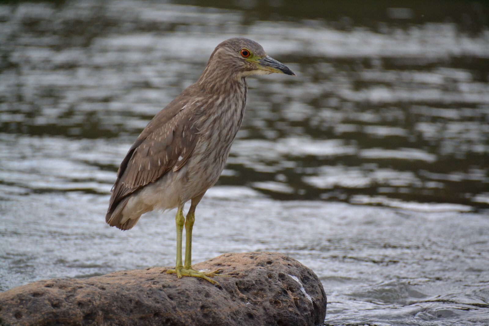 Nikon D3100 sample photo. Birdie, rio, stone photography