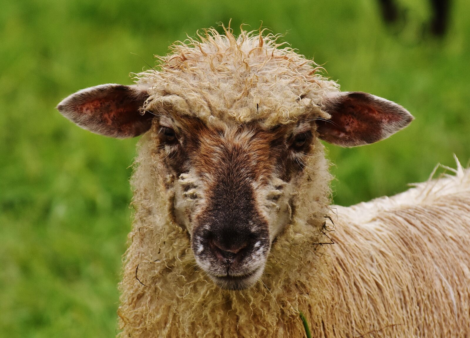 Nikon D7200 sample photo. Sheep, animal, meadow photography