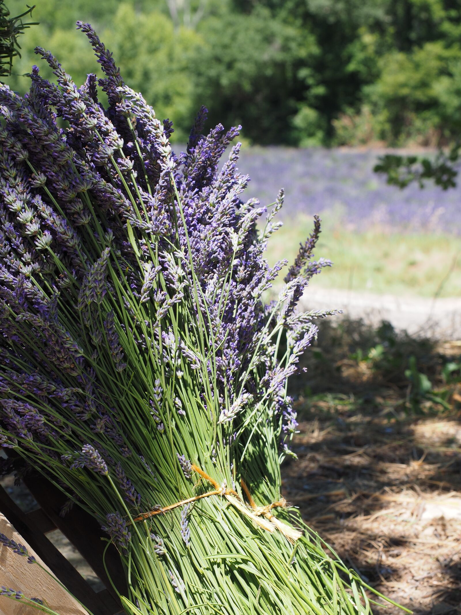 Olympus OM-D E-M1 + Olympus M.Zuiko Digital ED 12-40mm F2.8 Pro sample photo. Lavender, tufts, sale photography