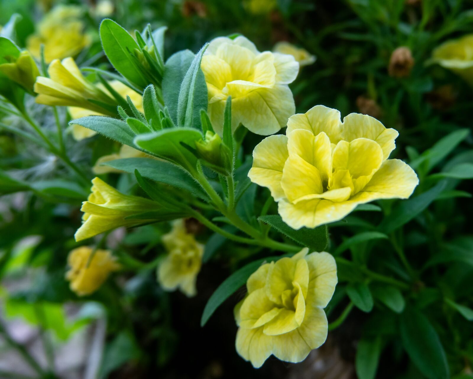 Canon PowerShot G3 X sample photo. Evening-primroses, flowers, plant photography