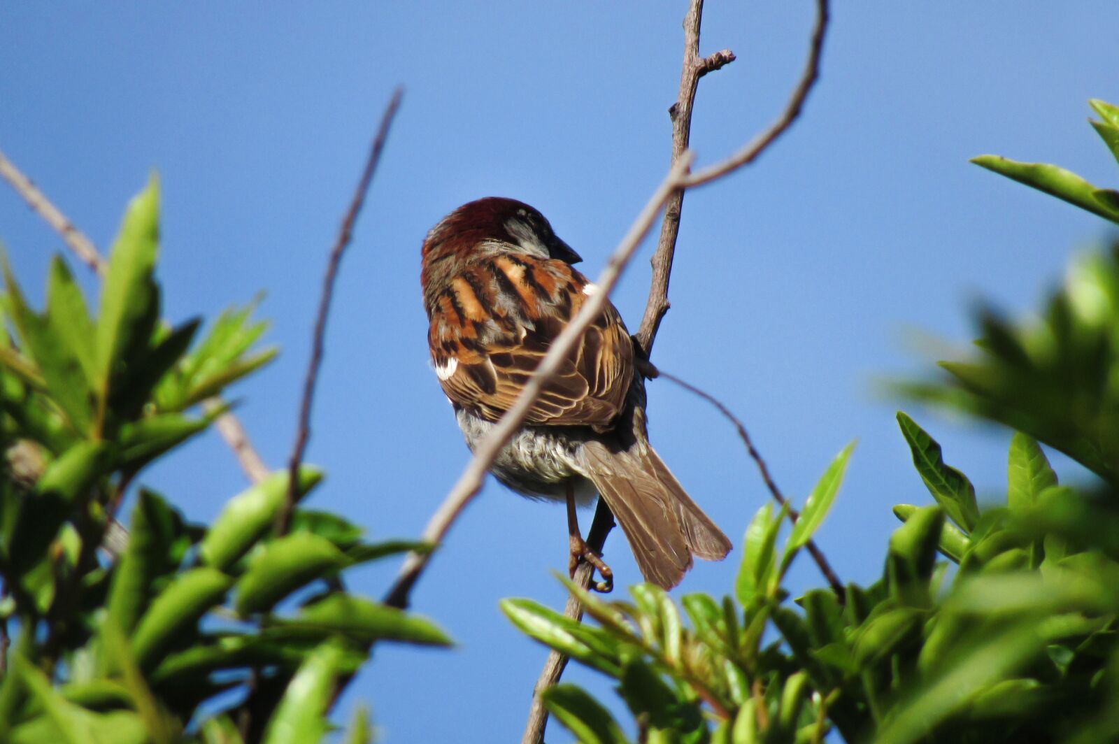 Canon PowerShot SX530 HS sample photo. Bird, sparrow, perching photography