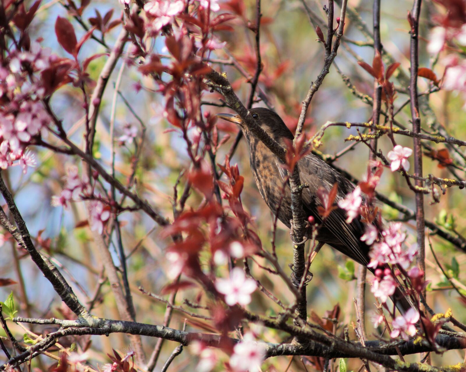 Sony SLT-A58 sample photo. Blackbird, bird, cherry blossoms photography