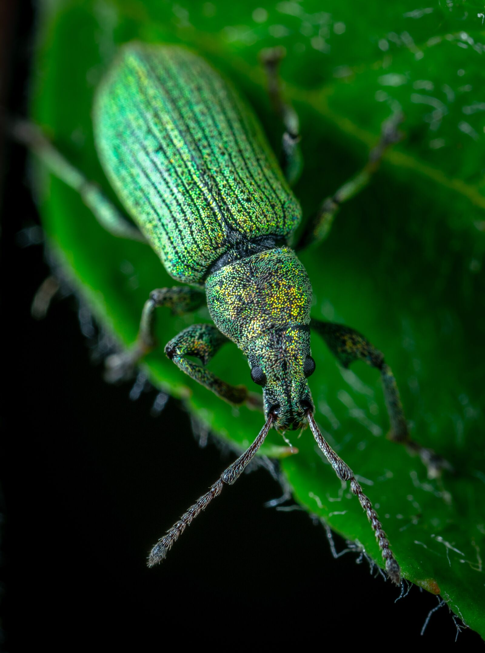 Sony a7R II sample photo. Macro, insect, bespozvonochnoe photography