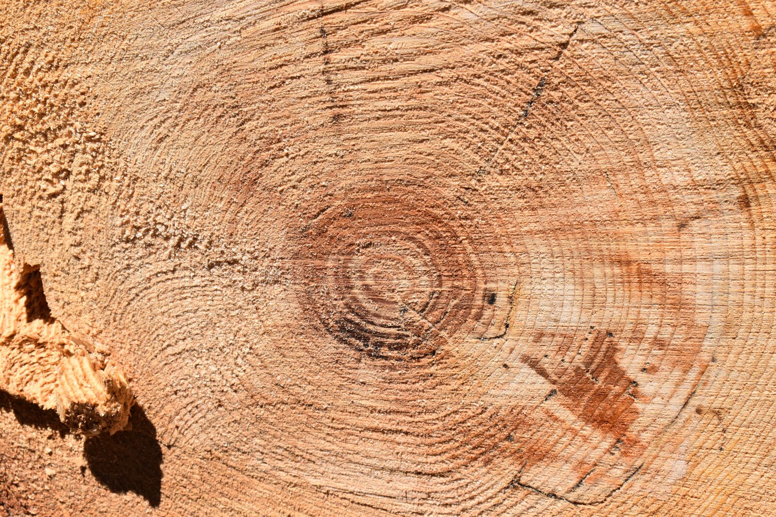 Nikon D5600 sample photo. Trunk, rings, wood photography