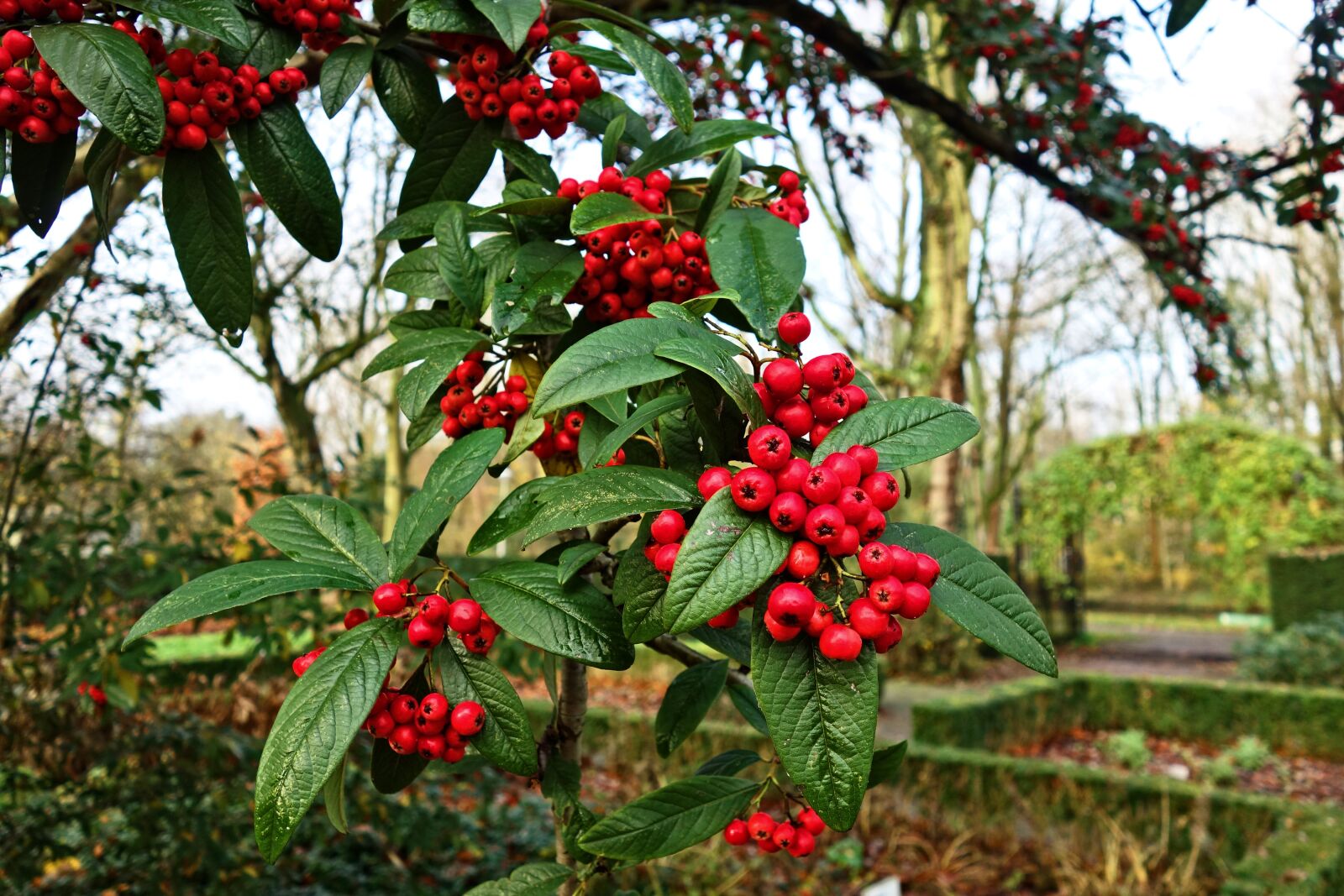 Sony Cyber-shot DSC-RX100 sample photo. Berry, red berry, fruit photography
