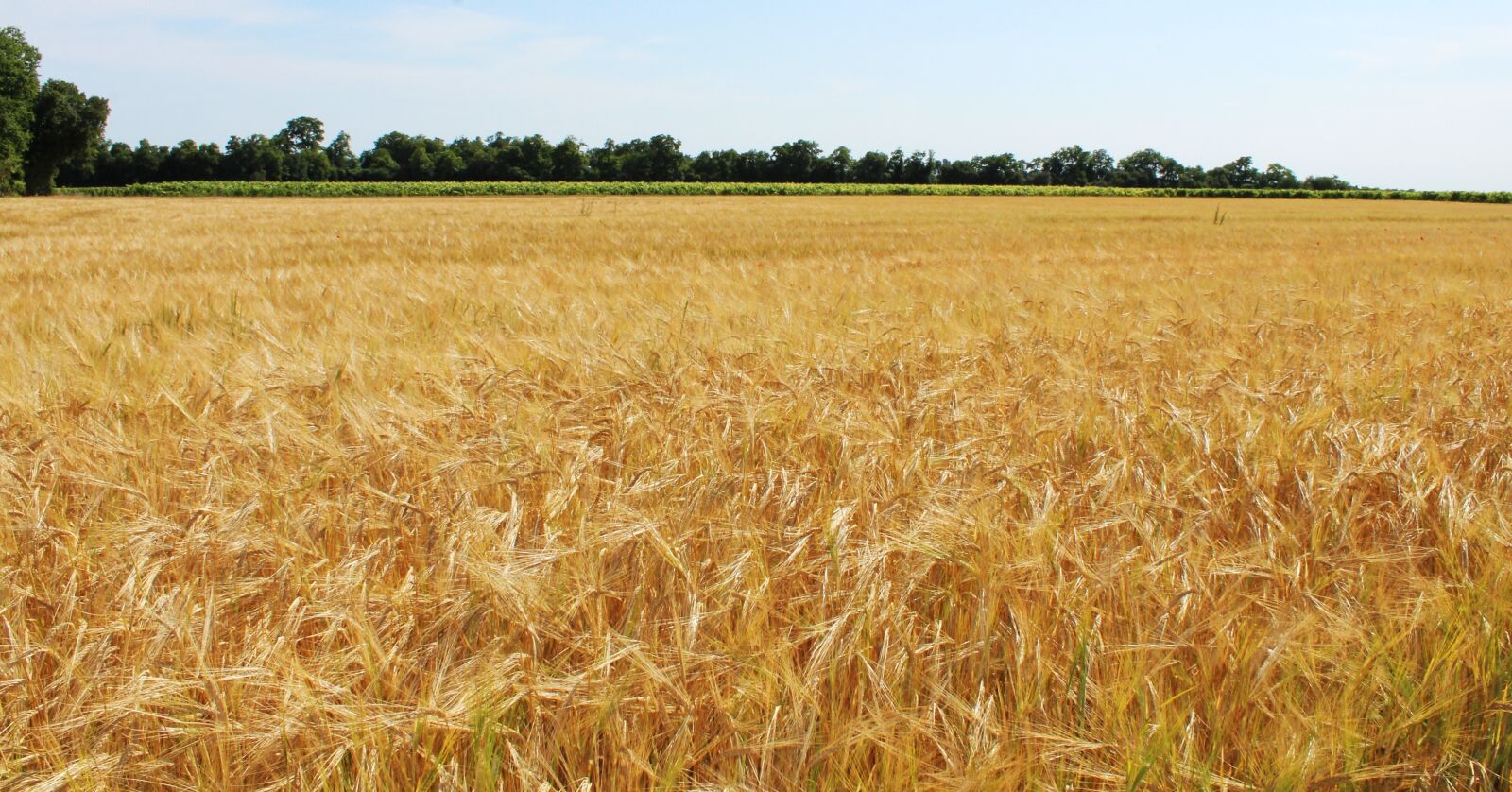 Canon EOS 1200D (EOS Rebel T5 / EOS Kiss X70 / EOS Hi) sample photo. Fields, wheat, wheat fields photography