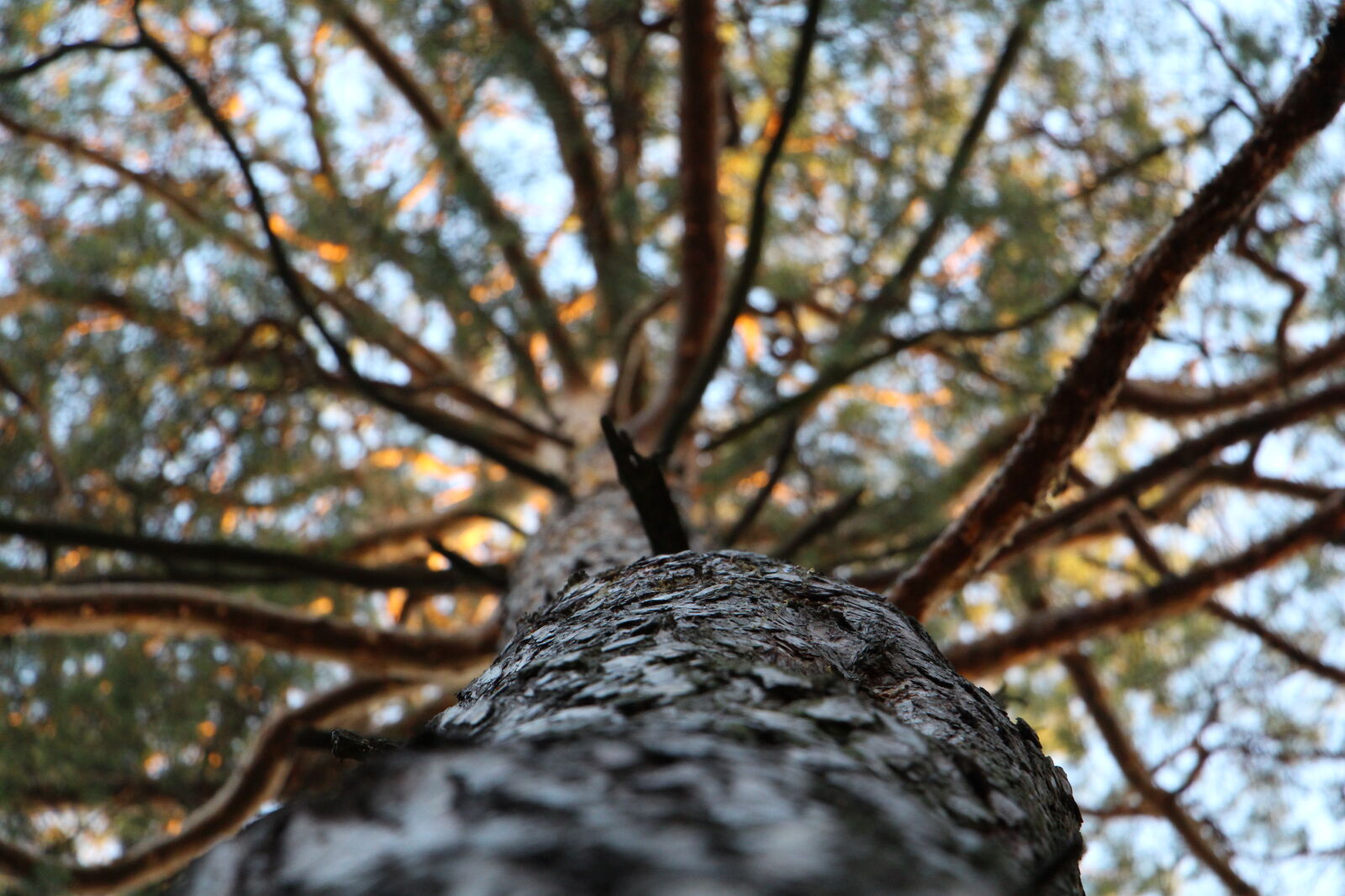 Canon EF-S 18-135mm F3.5-5.6 IS STM sample photo. Nature, branches, tree, bark photography