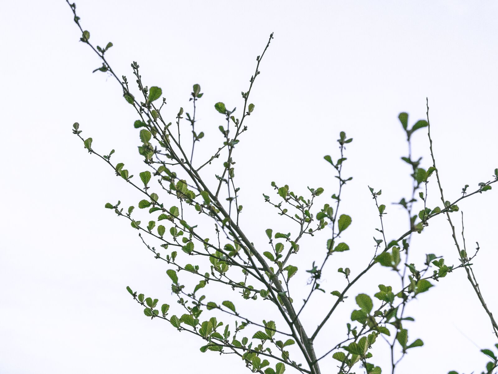 Panasonic Lumix DMC-LX100 sample photo. Tree, leaf, white background photography