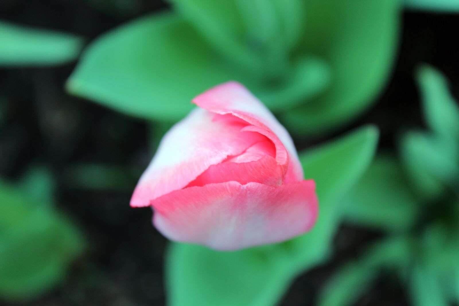 Canon EOS 1300D (EOS Rebel T6 / EOS Kiss X80) sample photo. Plant, flower, garden photography