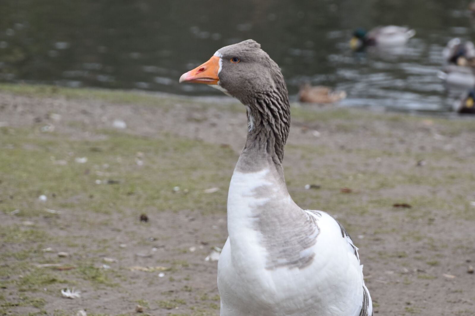 Nikon D5600 sample photo. Goose, volatile, plumage photography