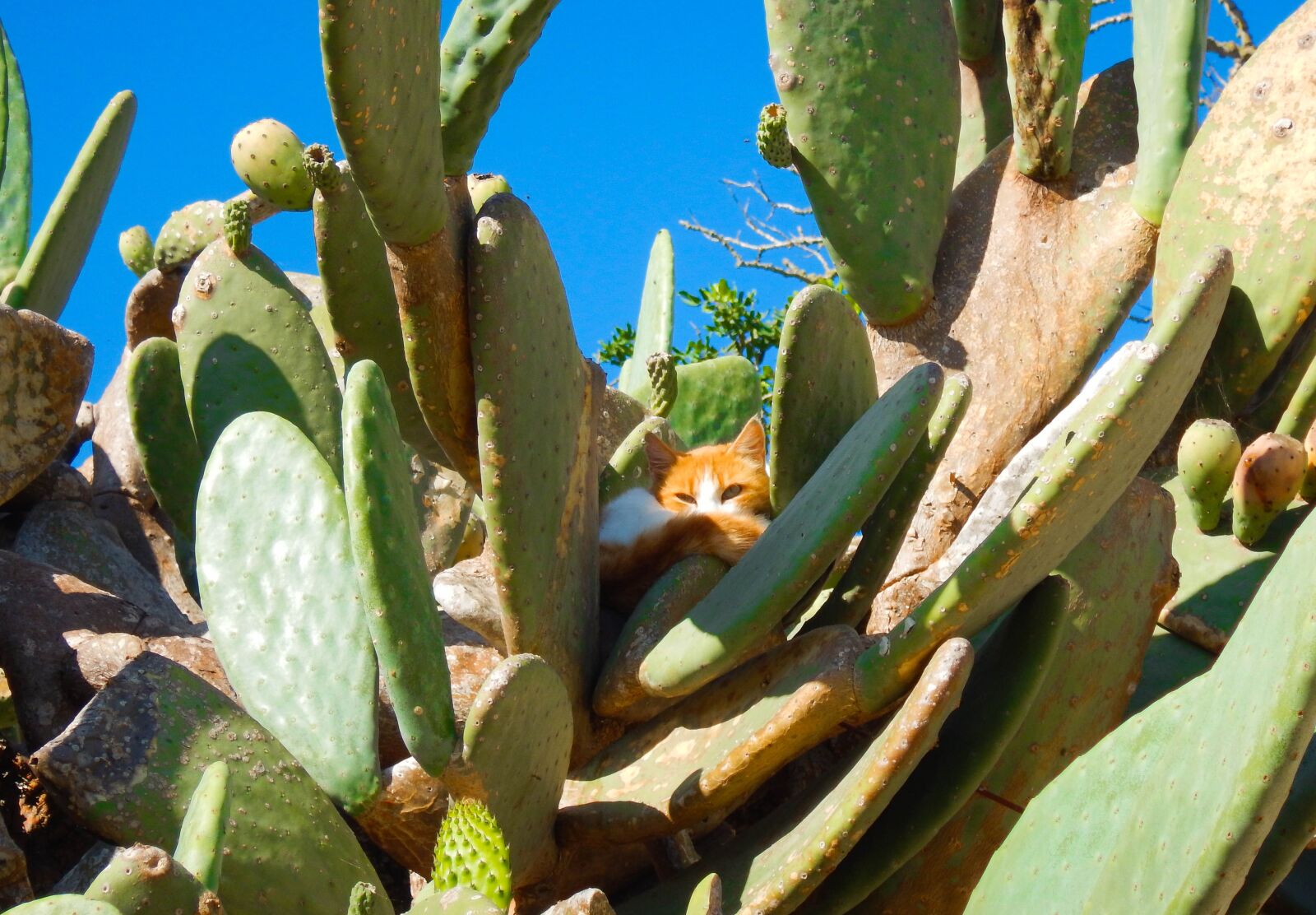 Nikon Coolpix AW130 sample photo. Cat, cactus, animals photography