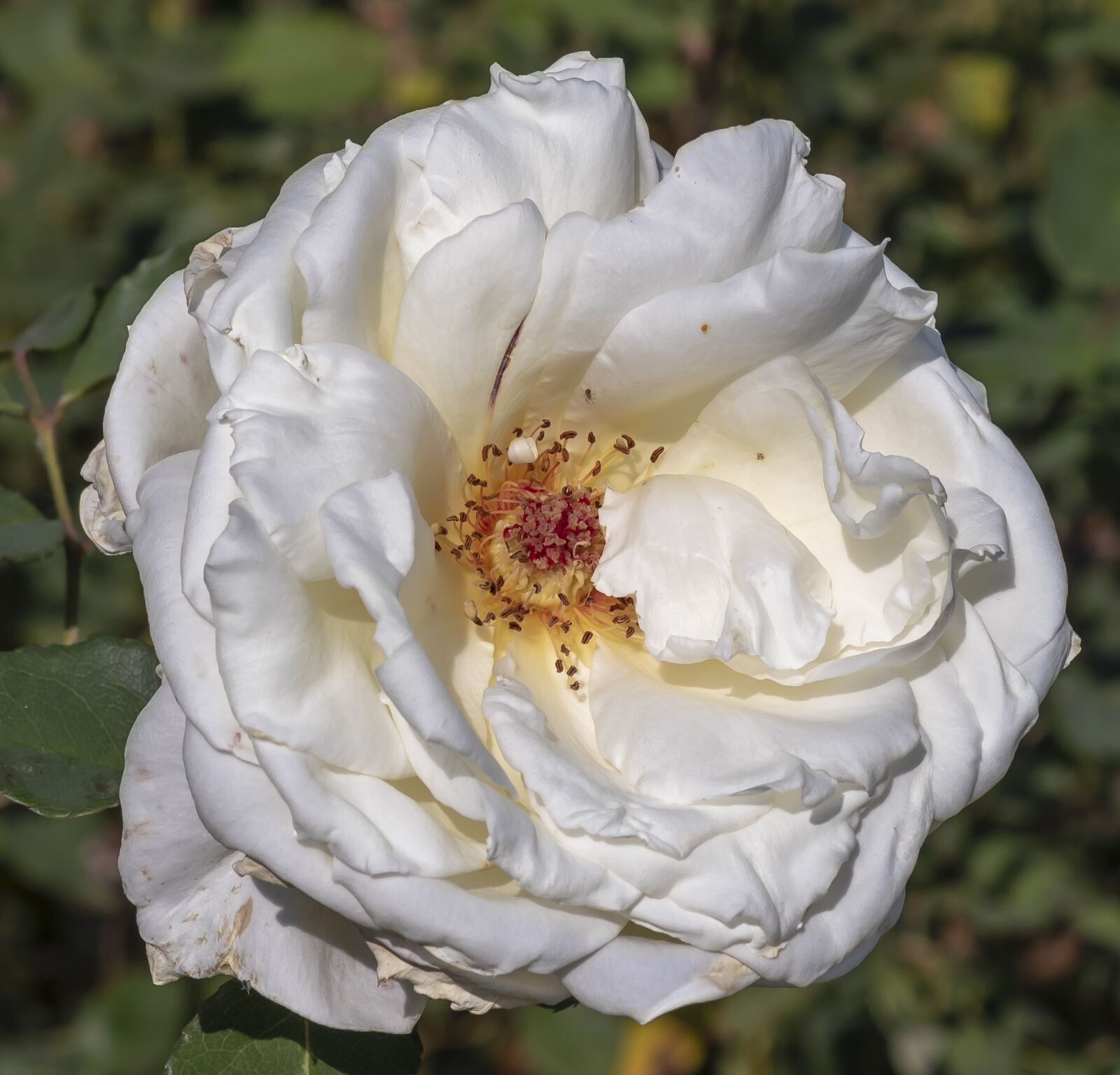 Canon EOS 1300D (EOS Rebel T6 / EOS Kiss X80) sample photo. Rose, flower, white photography