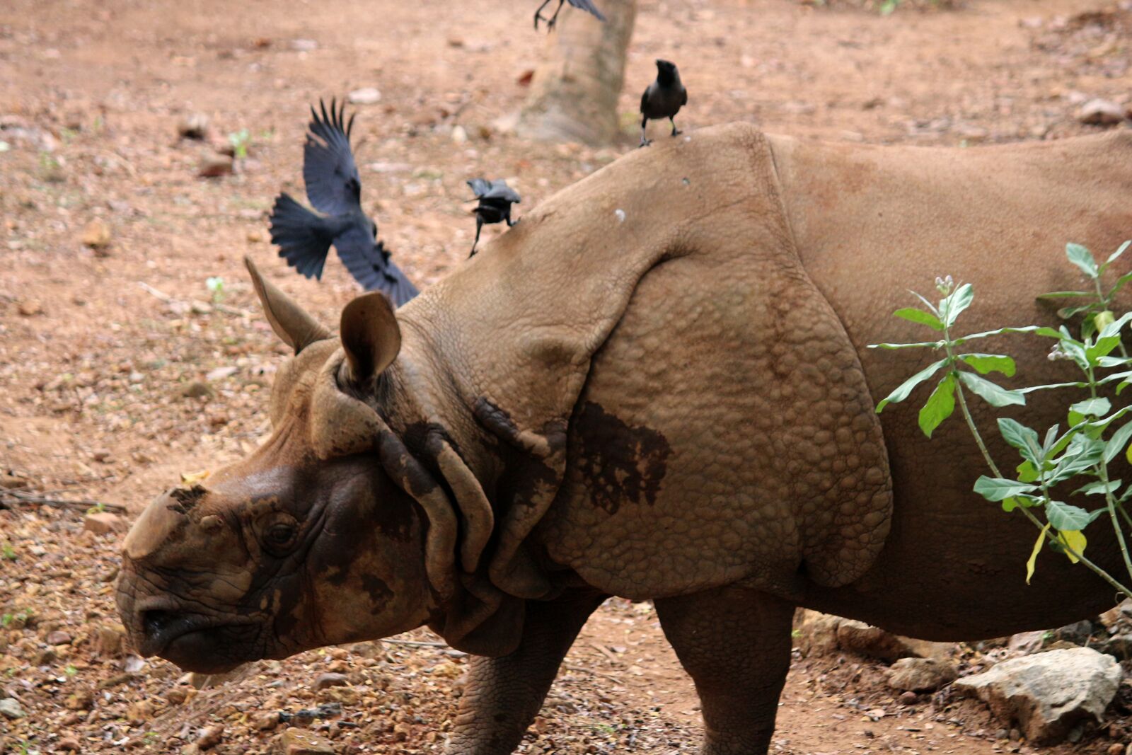 Canon EOS 700D (EOS Rebel T5i / EOS Kiss X7i) sample photo. Rhinoceros, animal, zoo photography