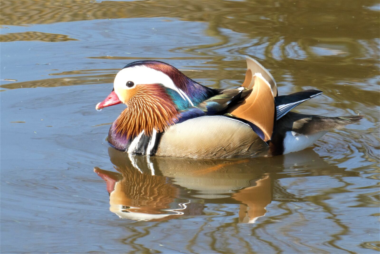 Panasonic Lumix DC-ZS70 (Lumix DC-TZ90) sample photo. Mandarin duck, asian bird photography