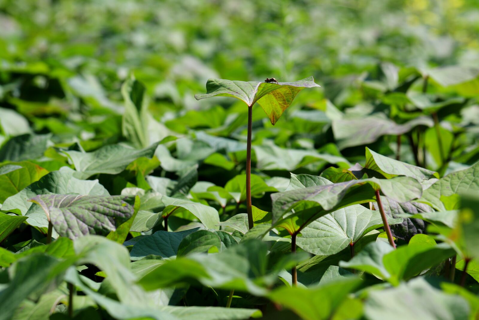 Canon EOS 7D Mark II sample photo. Sweet potato leaves, sweet photography
