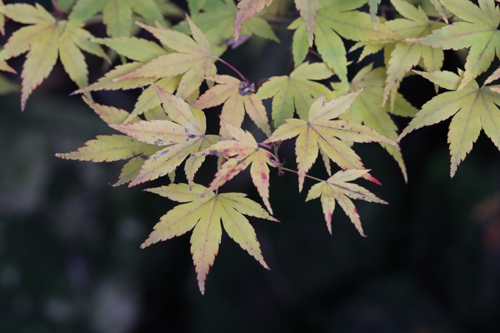Canon EOS 90D sample photo. Acer, leaves, tree photography