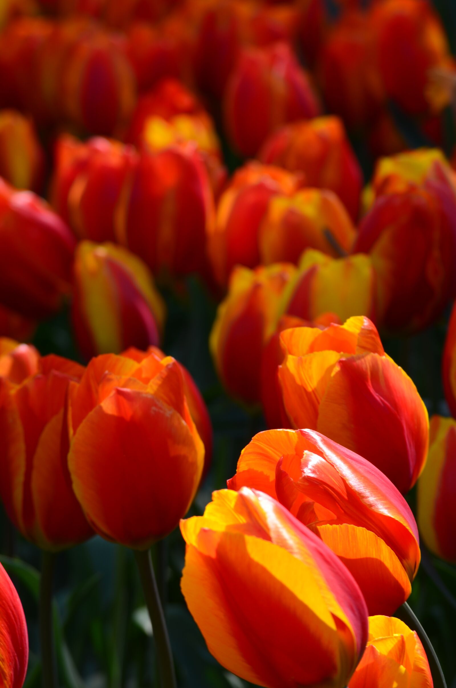 Nikon D5100 sample photo. Tulips, red, orange photography
