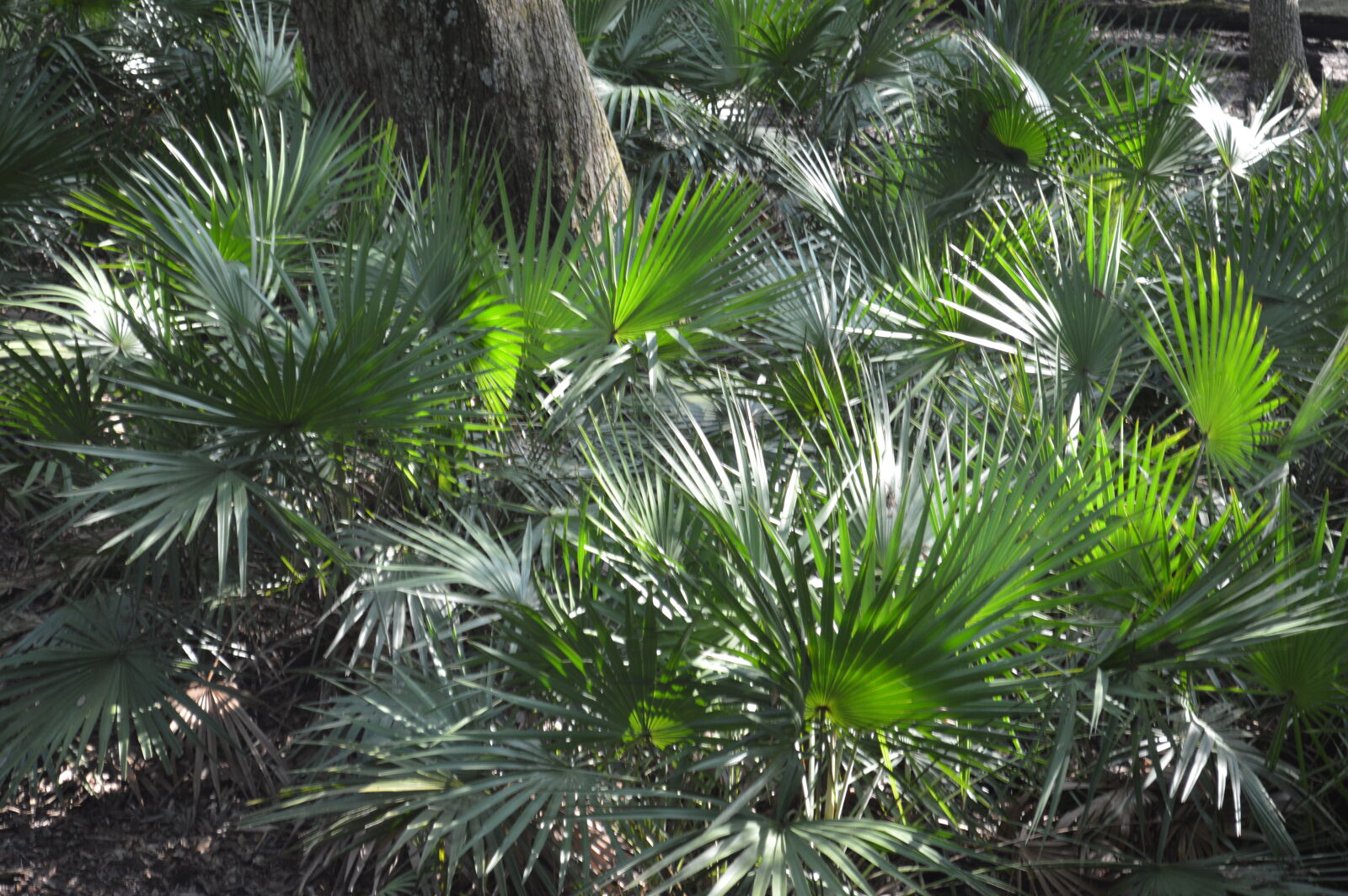 Nikon D3200 sample photo. Palmetto photography