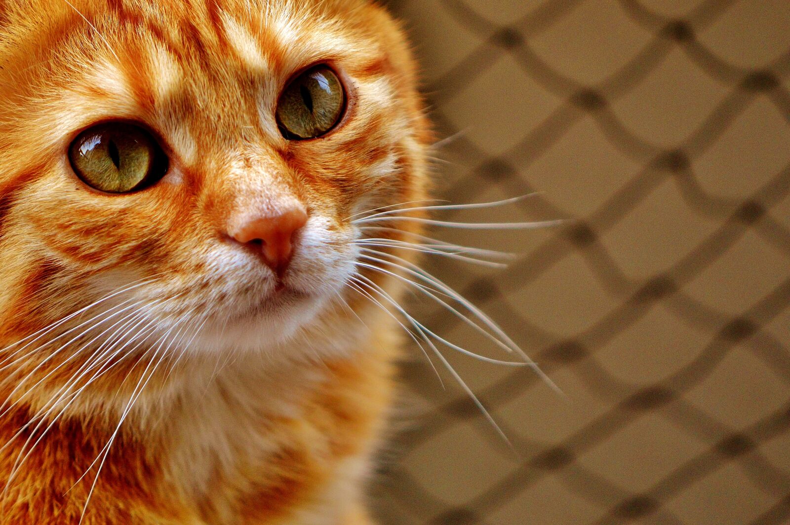 Nikon D3200 sample photo. Cat, red, funny photography