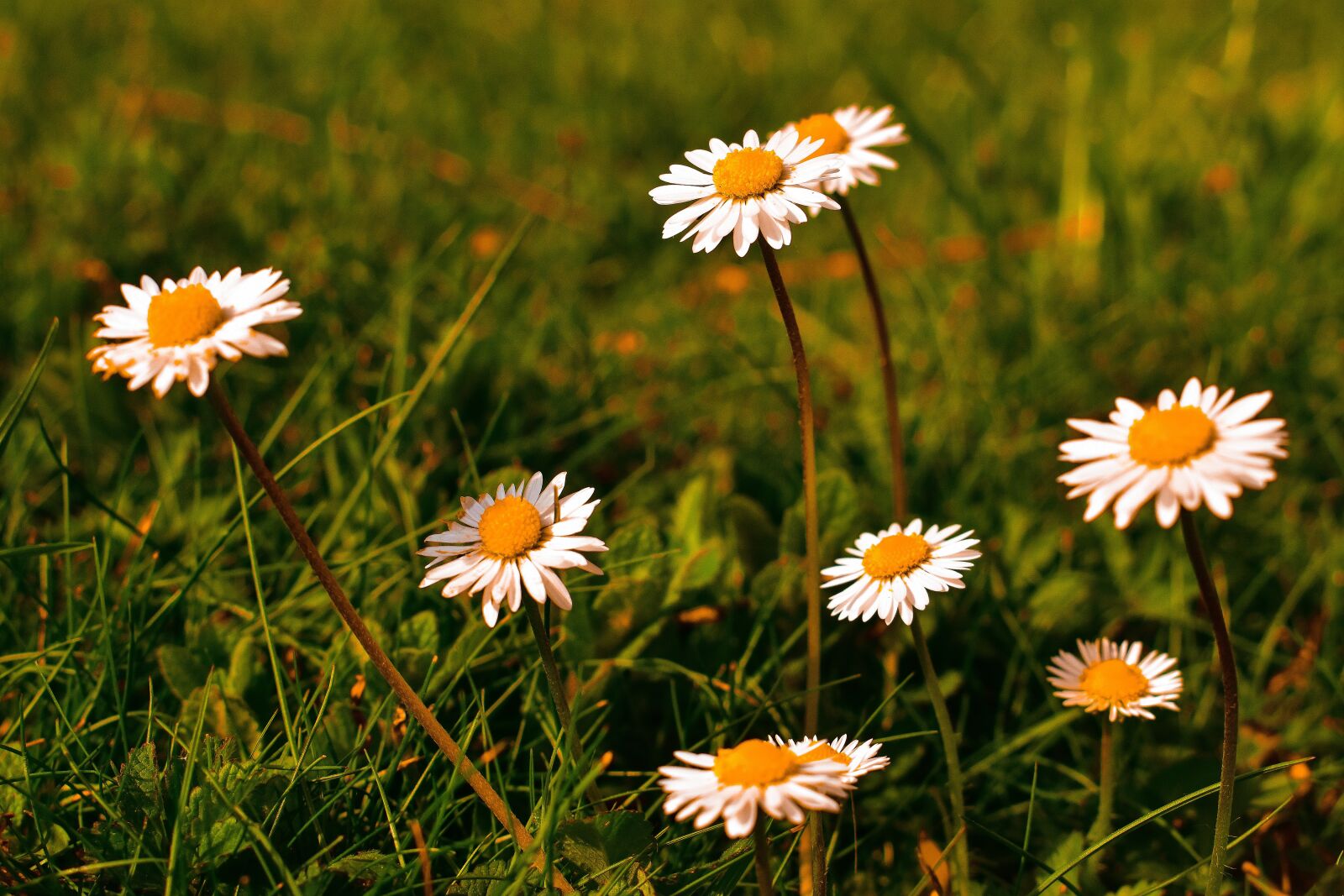 Nikon D3400 sample photo. Spring, sun, grass photography