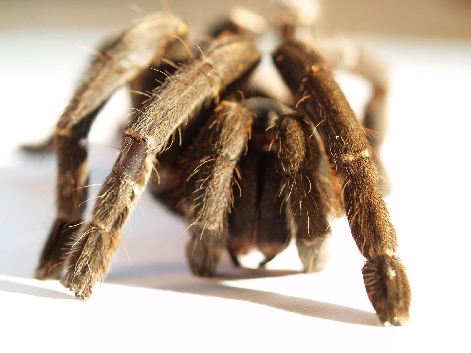 Olympus E-300 (EVOLT E-300) sample photo. Spider, tarantula, arthropod photography
