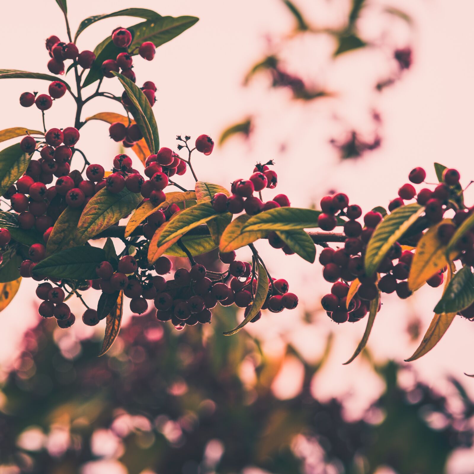 Nikon D750 sample photo. Rowan, berries, autumn photography