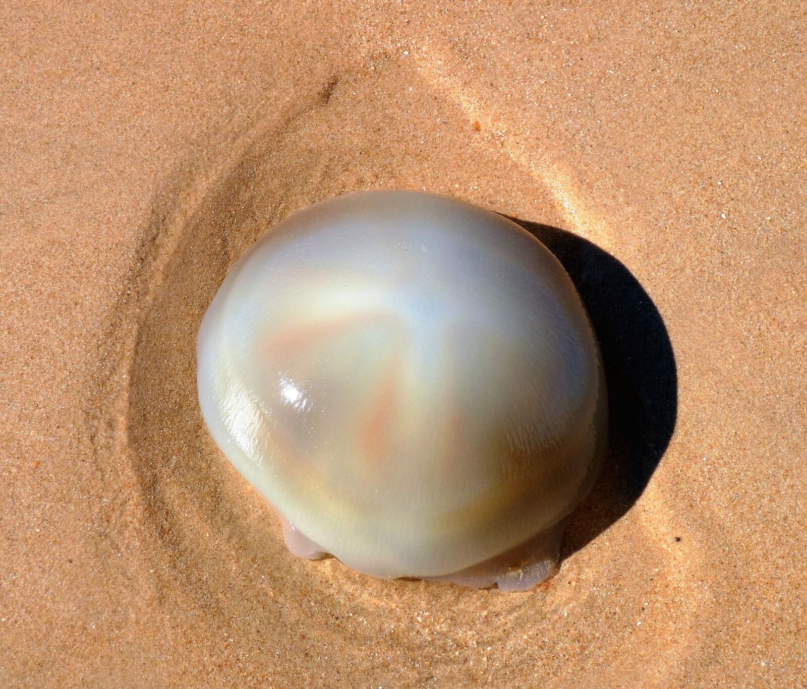 Panasonic Lumix DMC-ZS5 (Lumix DMC-TZ8) sample photo. Animal, jellyfish, washed up photography