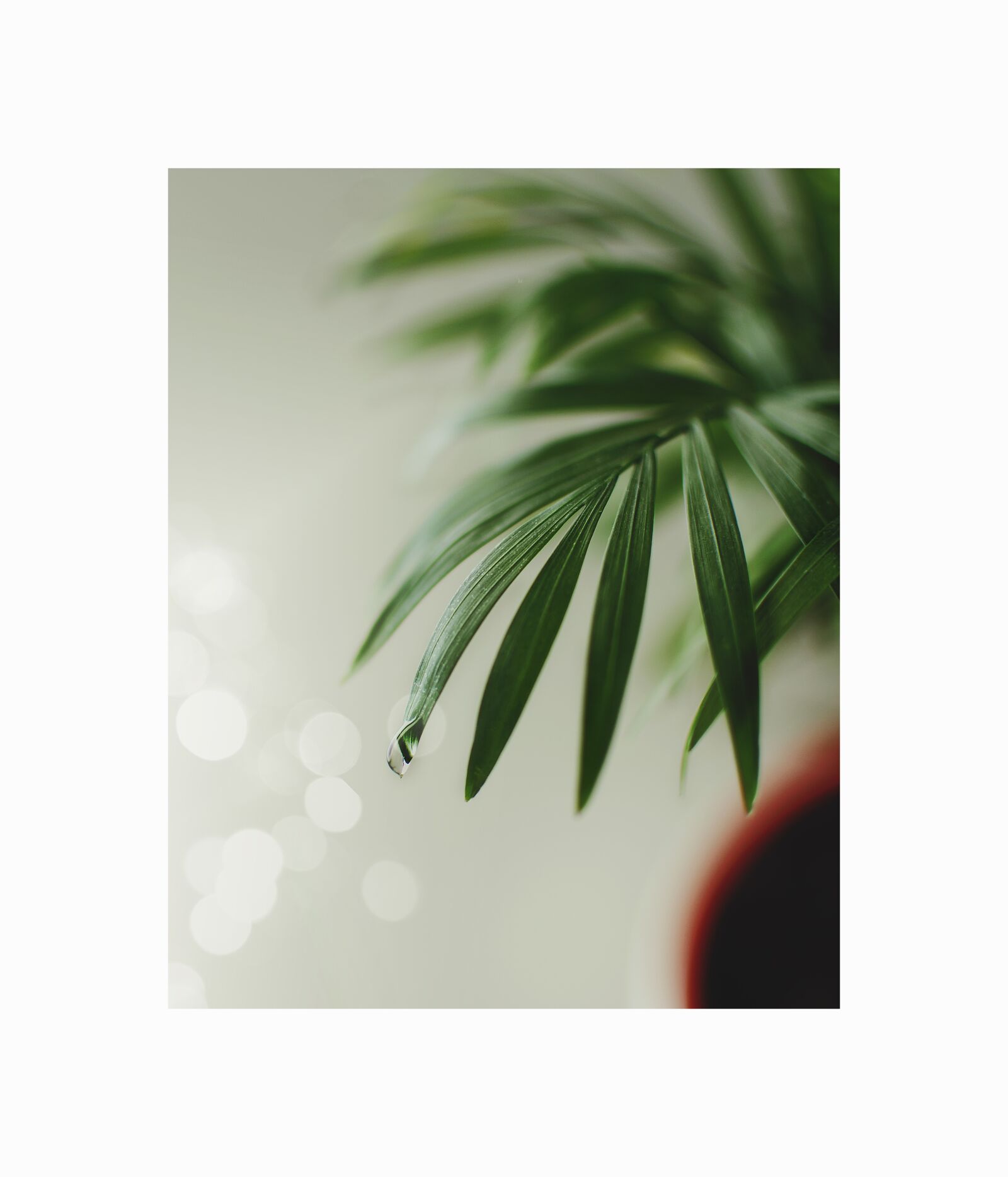 Nikon D90 sample photo. Green, plant, nature photography