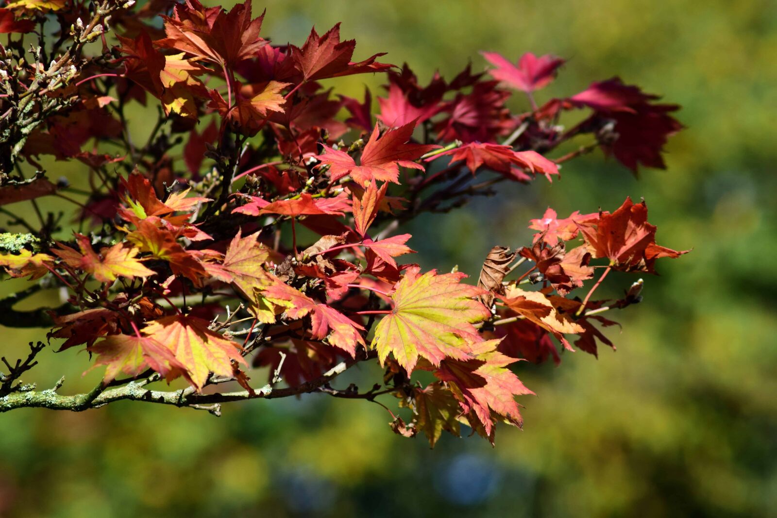 Nikon D3300 sample photo. Leaf, nature, flora, tree photography