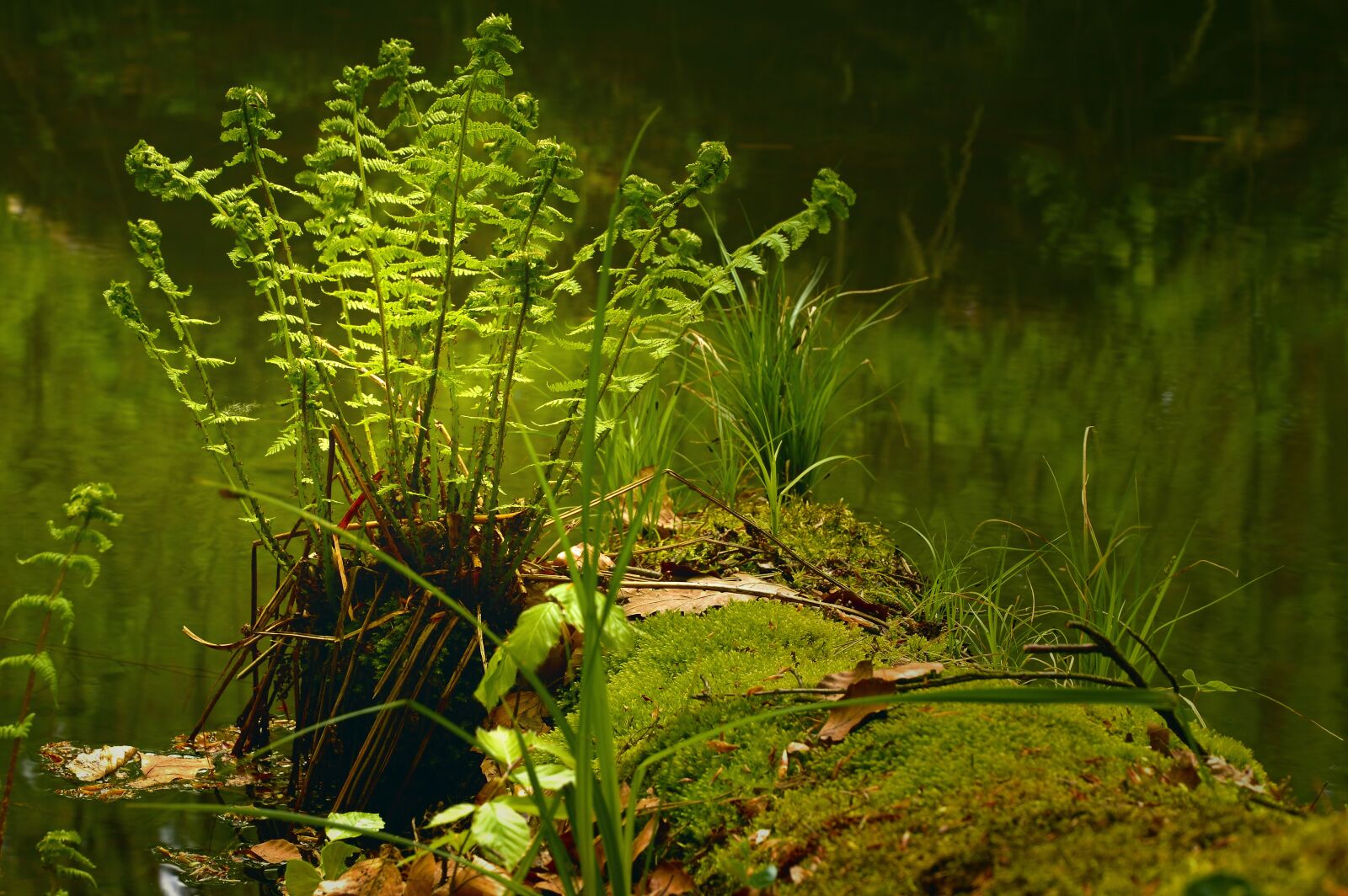 Nikon D3200 sample photo. Fern, plant, vessel sporenpflanze photography