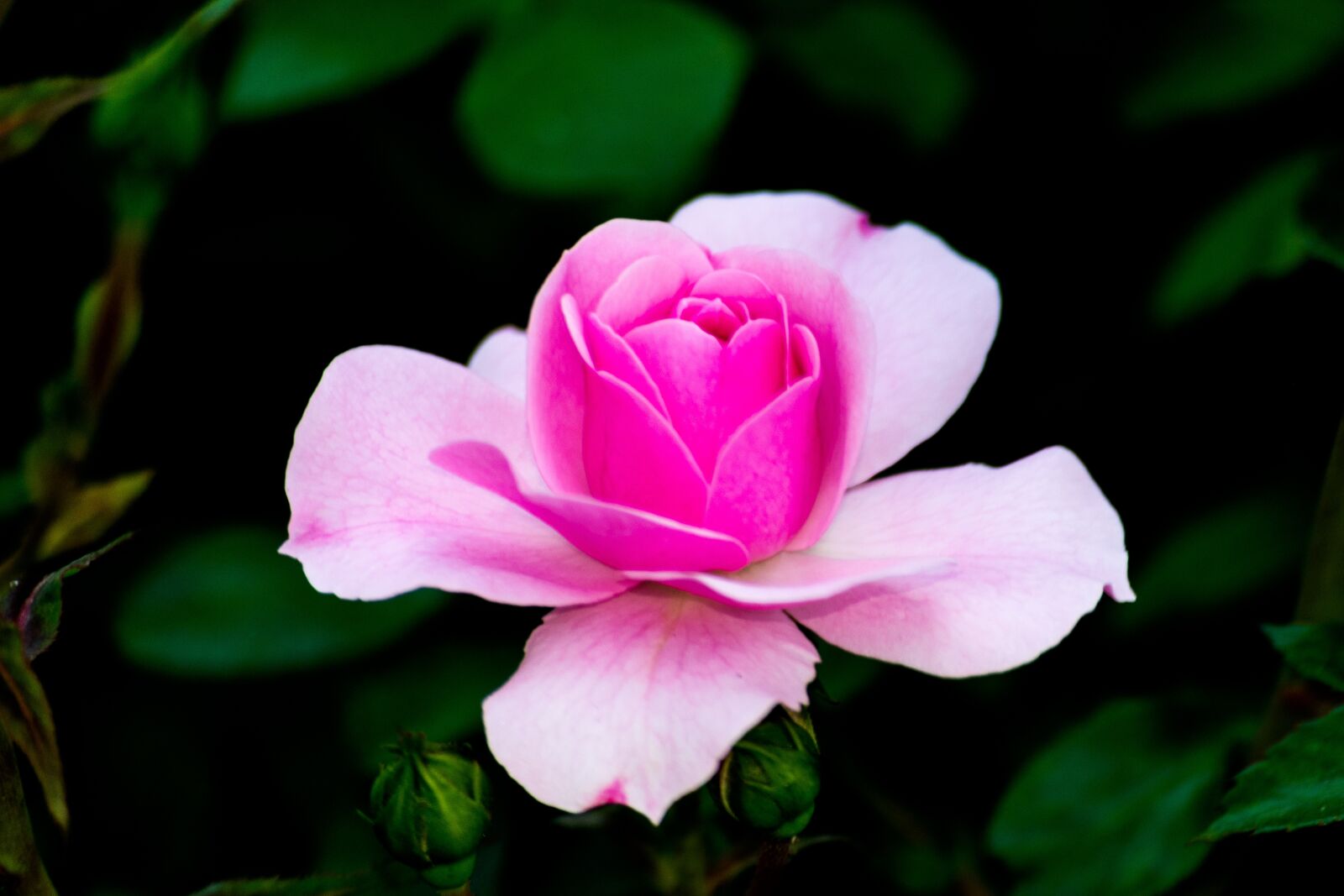 Nikon D3300 sample photo. Rose, plant, spring photography