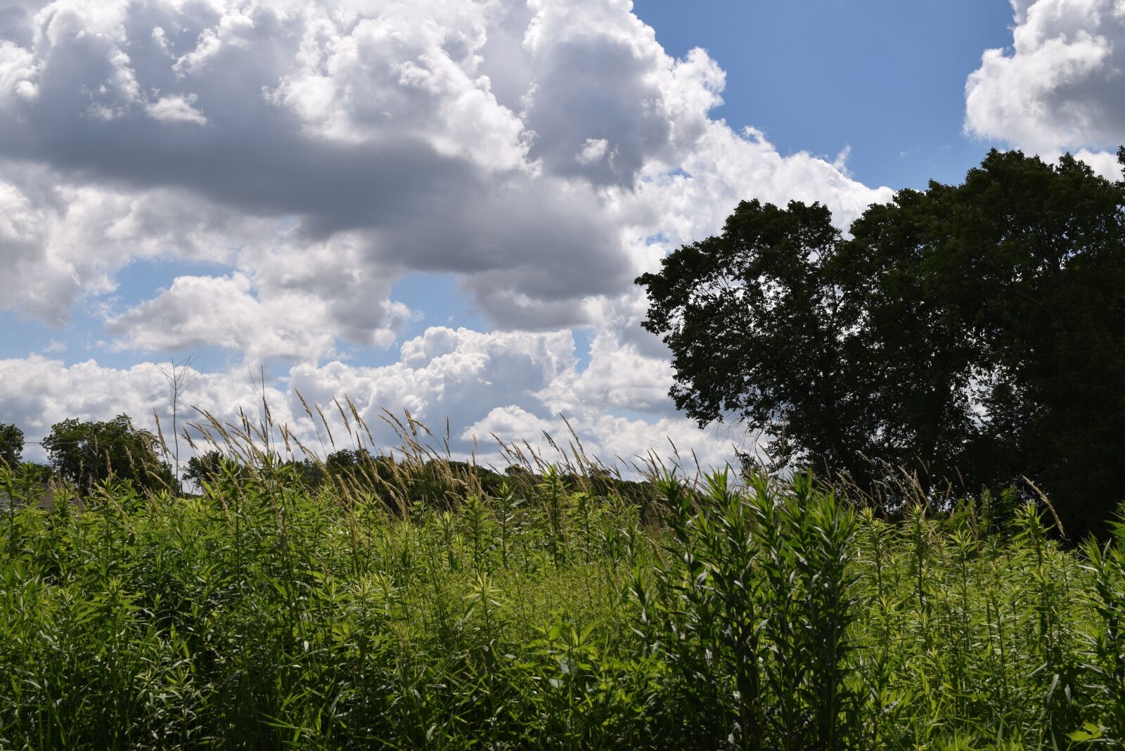 Nikon D5300 sample photo. Sky, clouds, nature photography