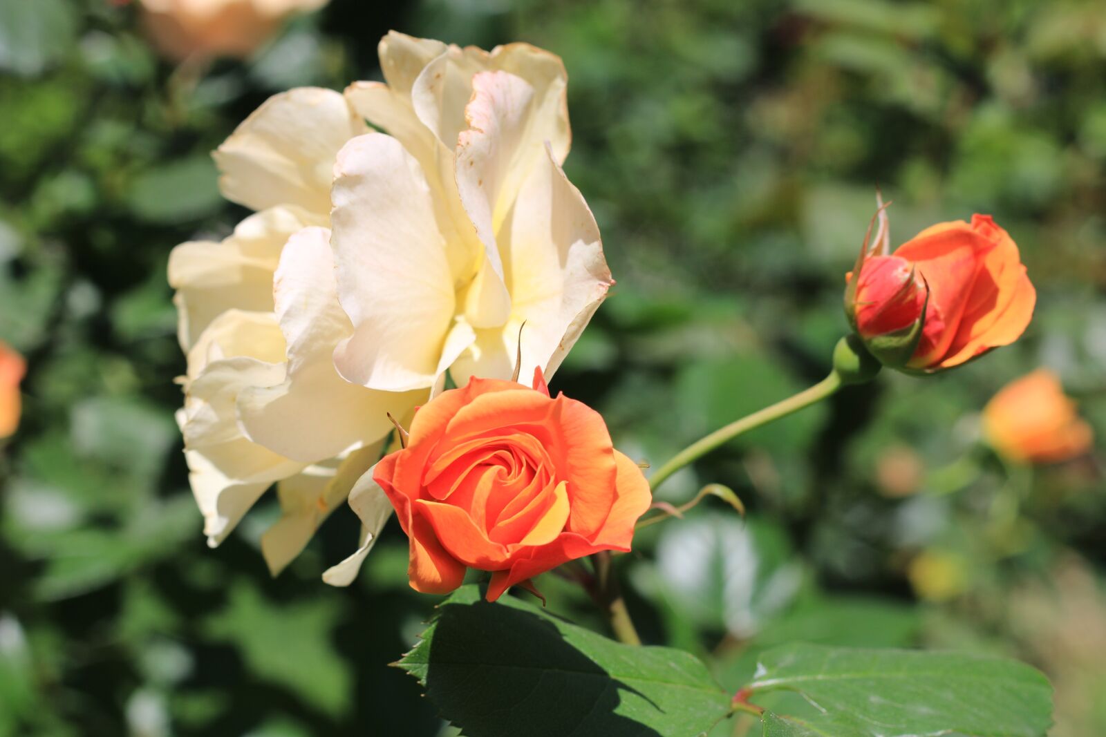 Canon EOS 70D + Canon EF 50mm F1.8 II sample photo. Rose, white, flower photography